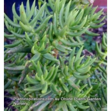 Chinese Pine Crassula tetragona x 1 Miniature Pine Trees. Very Hardy Succulents Plants Bonsai Rockery Pots Flowering Drought Frost Resistant
